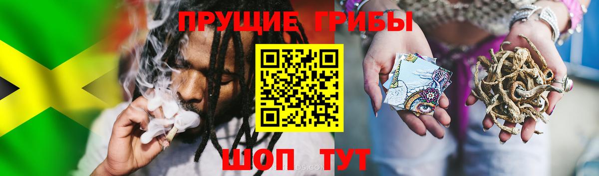 Галлюциногенные грибы Psilocybine cubensis Родники